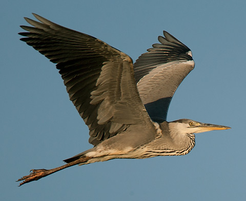 immature Grey Heron in flight